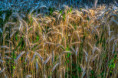 /album/fulle-den-rahmen/dsc4546-copy-copy-jpg/